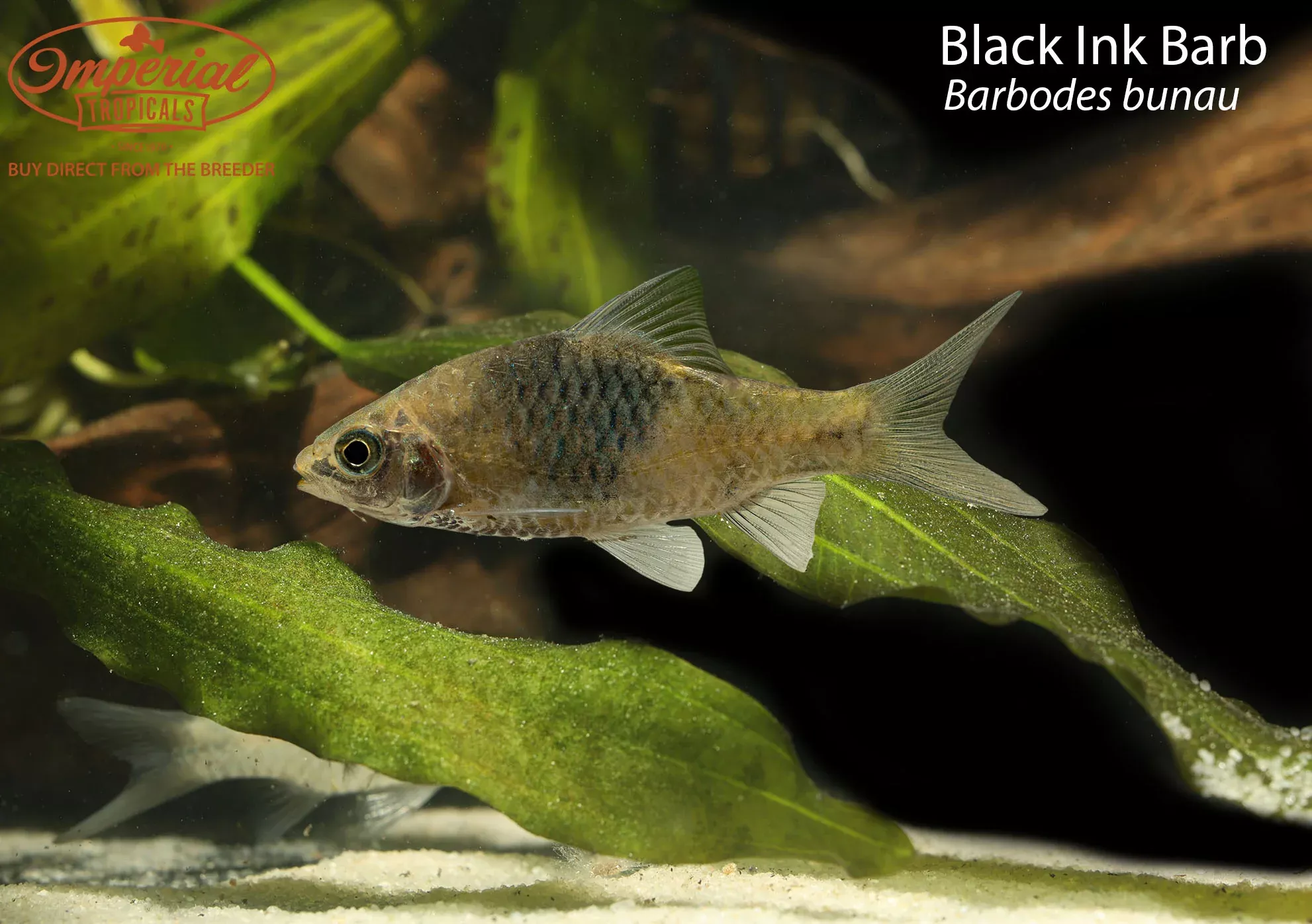 Black Ink Barb (Barbodes bunau)