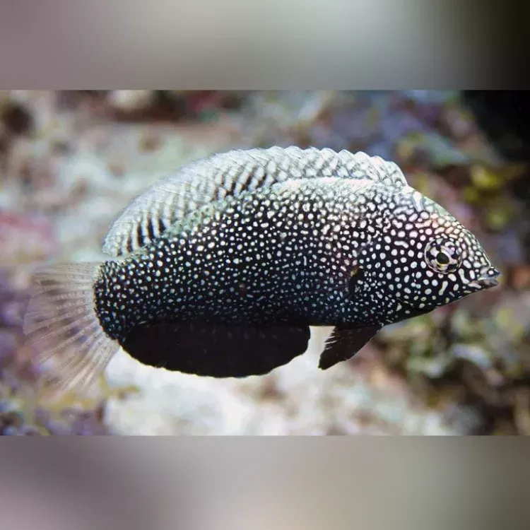 black-leopard-wrasse Black Leopard Wrasse