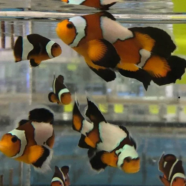 black-longfin-clownfish Black Longfin Clownfish