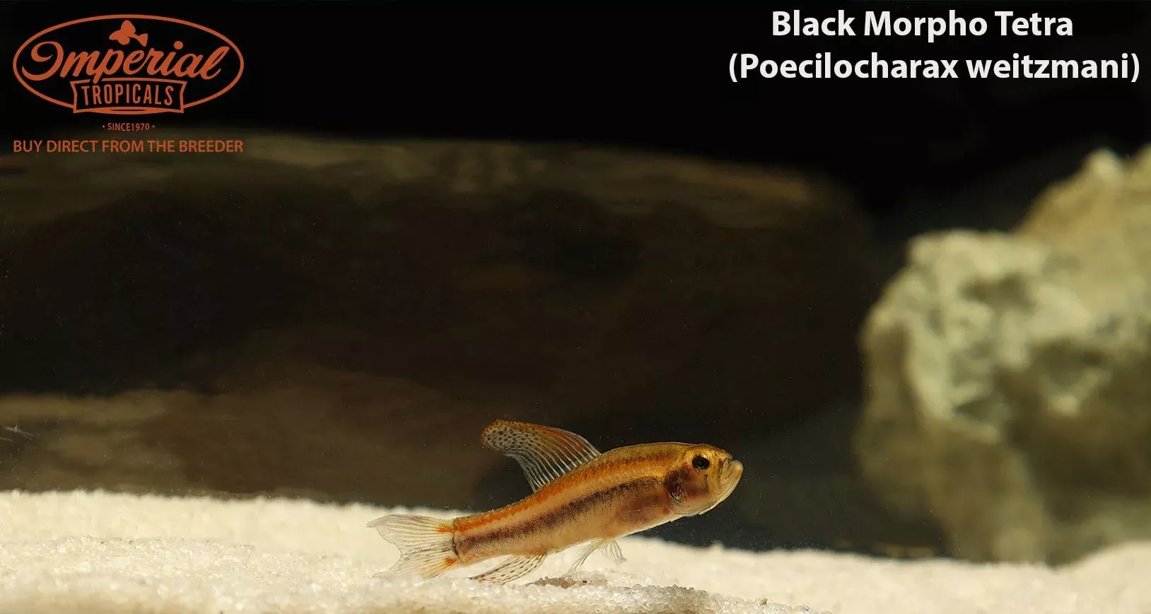 black-morpho-tetra-poecilocharax-weitzmani Black Morpho Tetra (Poecilocharax weitzmani)
