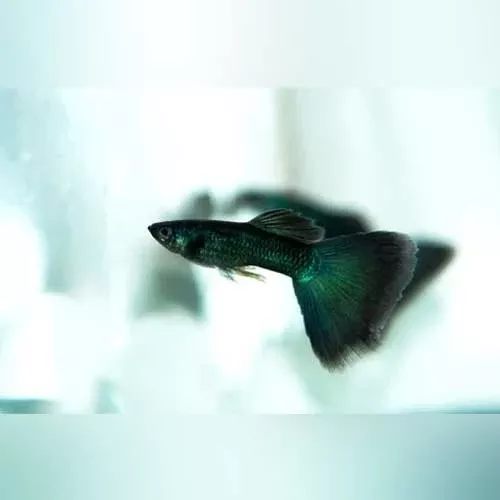 black-moscow-guppy-pair Black Moscow Guppy (Pair)