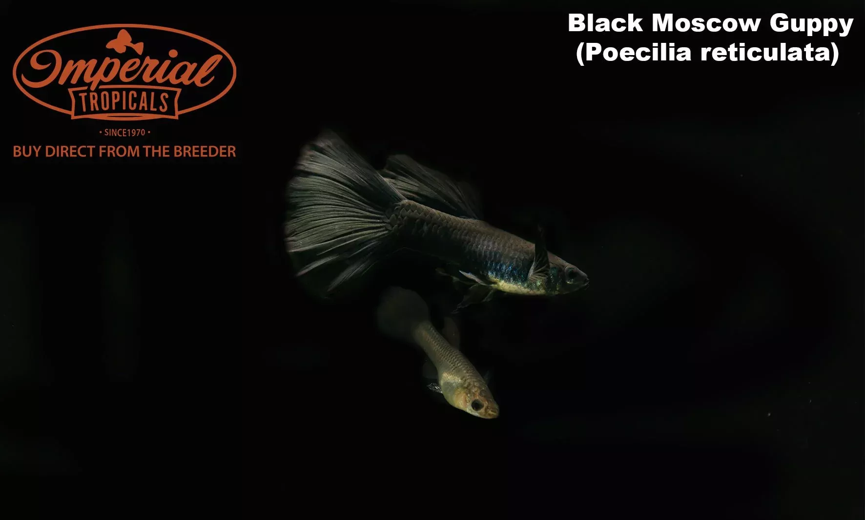 black-moscow-guppy-poecilia-reticulata Black Moscow Guppy (Poecilia reticulata)
