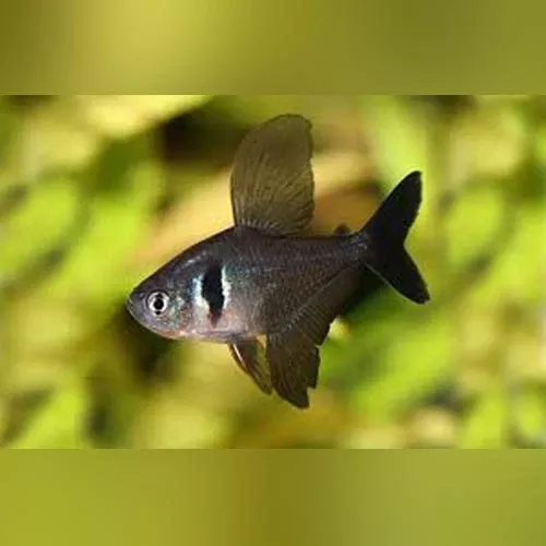 black-phantom-tetra Black Phantom Tetra