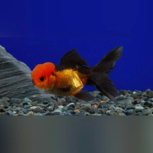 black-red-oranda-goldfish Black and Red Oranda Goldfish