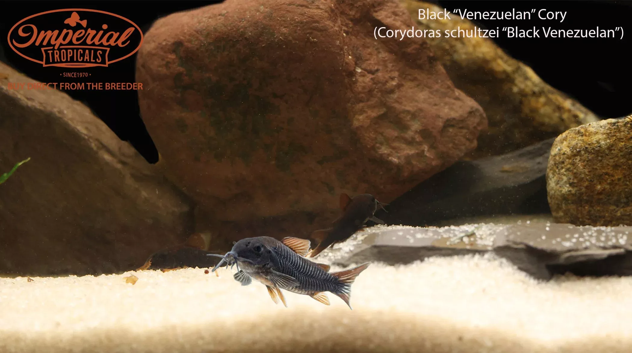 black-venezuelan-osteogaster-osteogaster-schultzii Black Venezuelan Osteogaster (Osteogaster schultzii)