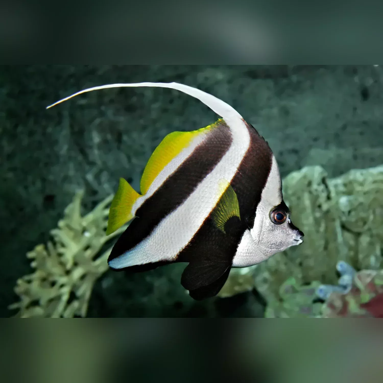 black-white-heniochus-butterflyfish Black & White Heniochus Butterflyfish