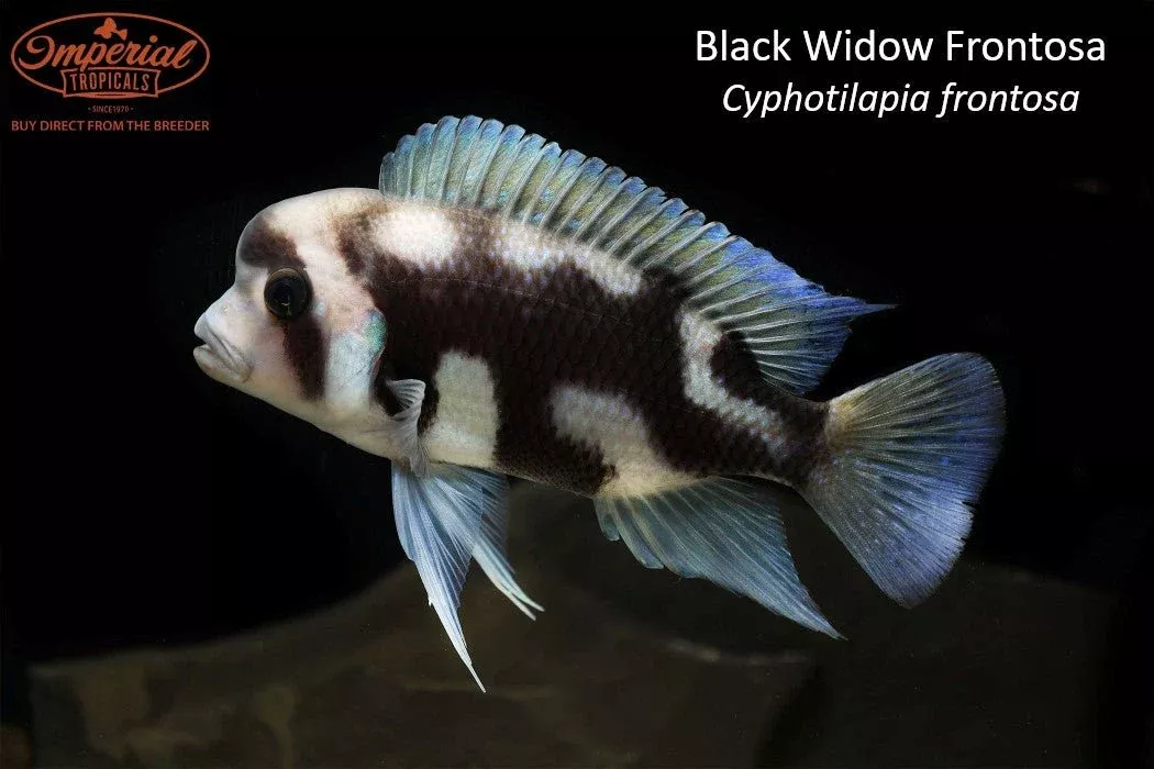 black-widow-frontosa-cyphotilapia-frontosa Black Widow Frontosa (Cyphotilapia frontosa)