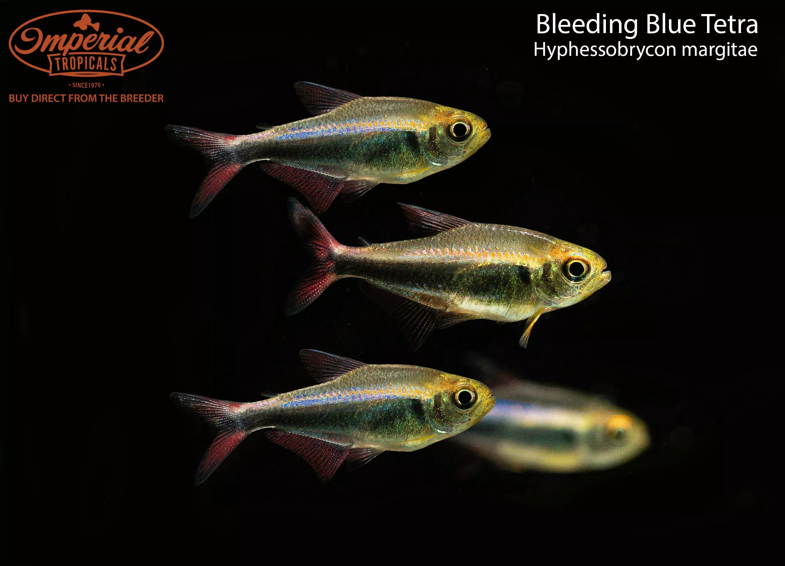 bleeding-blue-tetra-hyphessobrycon-margitae Bleeding Blue Tetra (Hyphessobrycon margitae)
