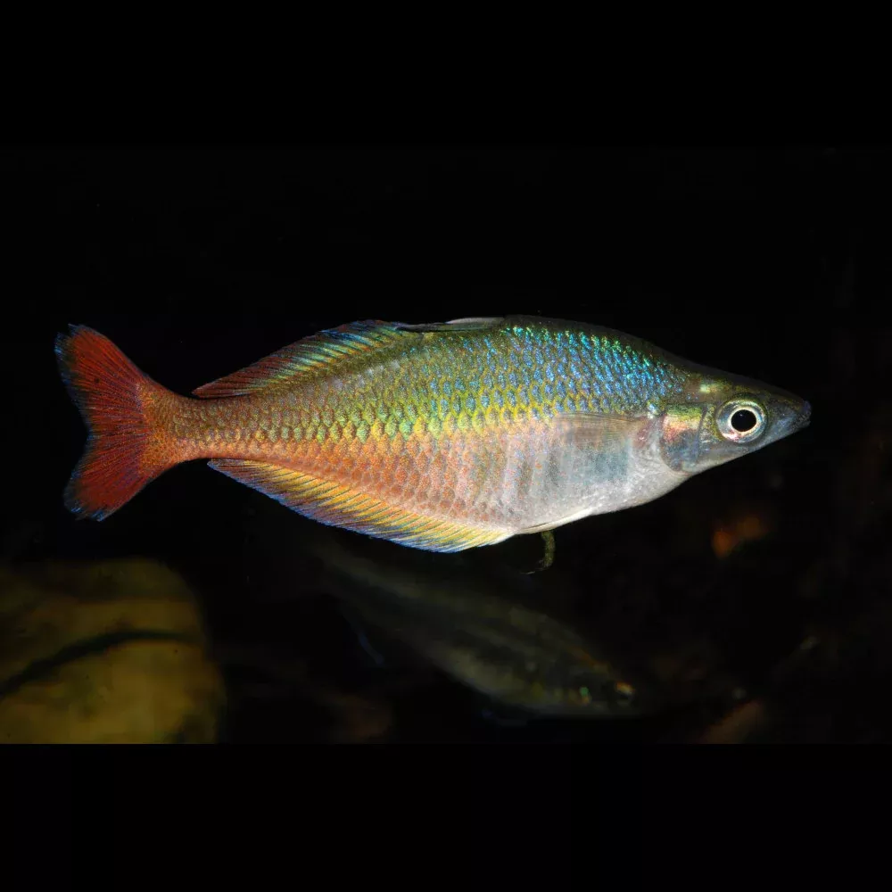 bleheri-rainbowfish Bleheri Rainbowfish