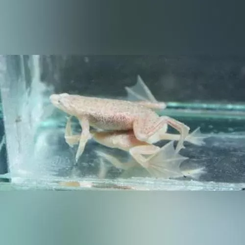blond-dwarf-frog Blond Dwarf Frog