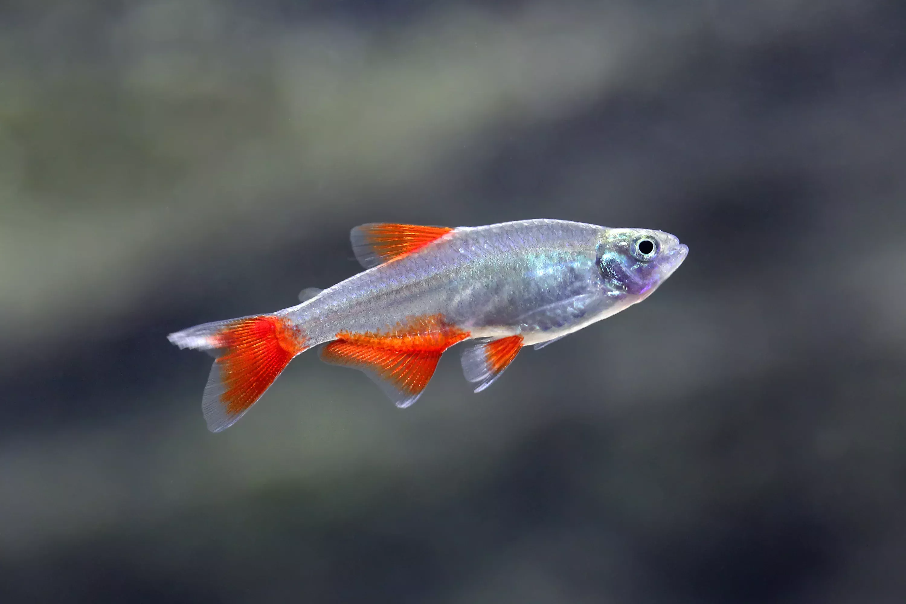 bloodfin-tetra Bloodfin Tetra