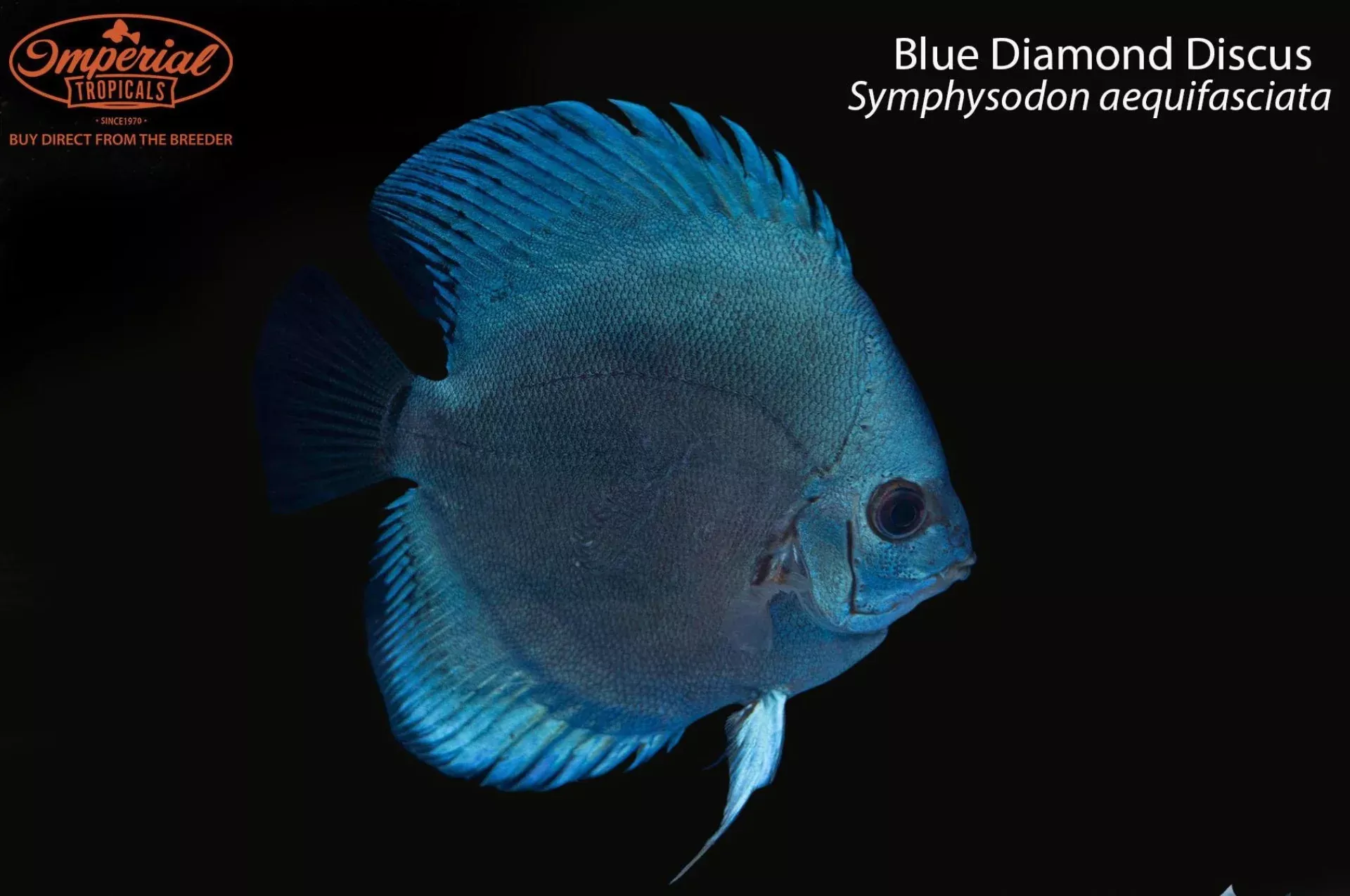 blue-diamond-discus-symphysodon-aequifasciata Blue Diamond Discus (Symphysodon aequifasciata)