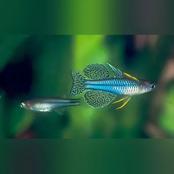 blue-eye-gertrudae-rainbowfish Blue Eye Gertrudae Rainbowfish