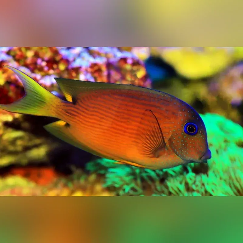 blue-eyed-tang Blue Eyed Tang