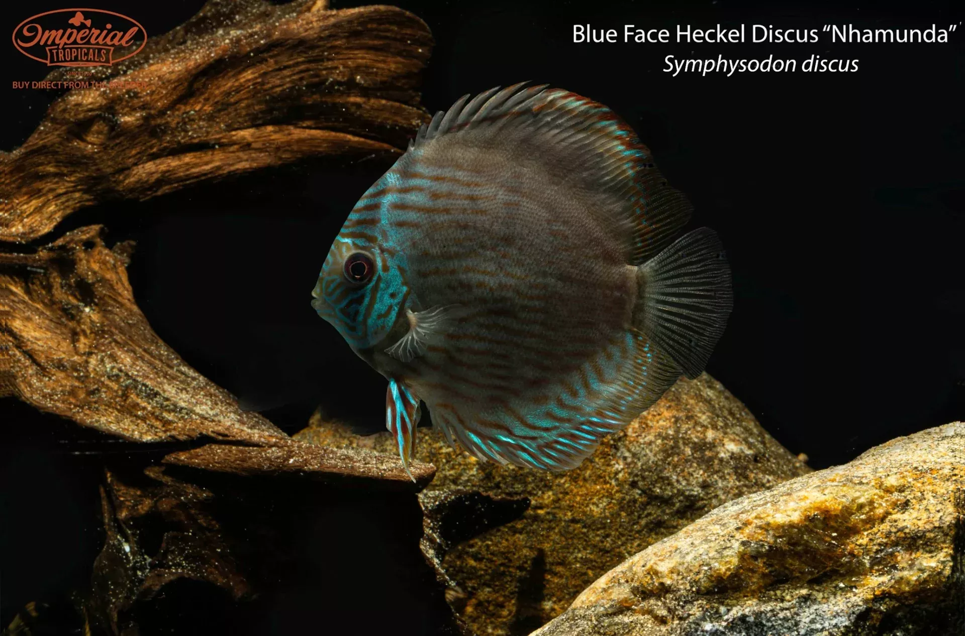 blue-face-heckel-discus-nhamunda-symphysodon-discus Blue Face Heckel Discus "Nhamunda" (Symphysodon discus)