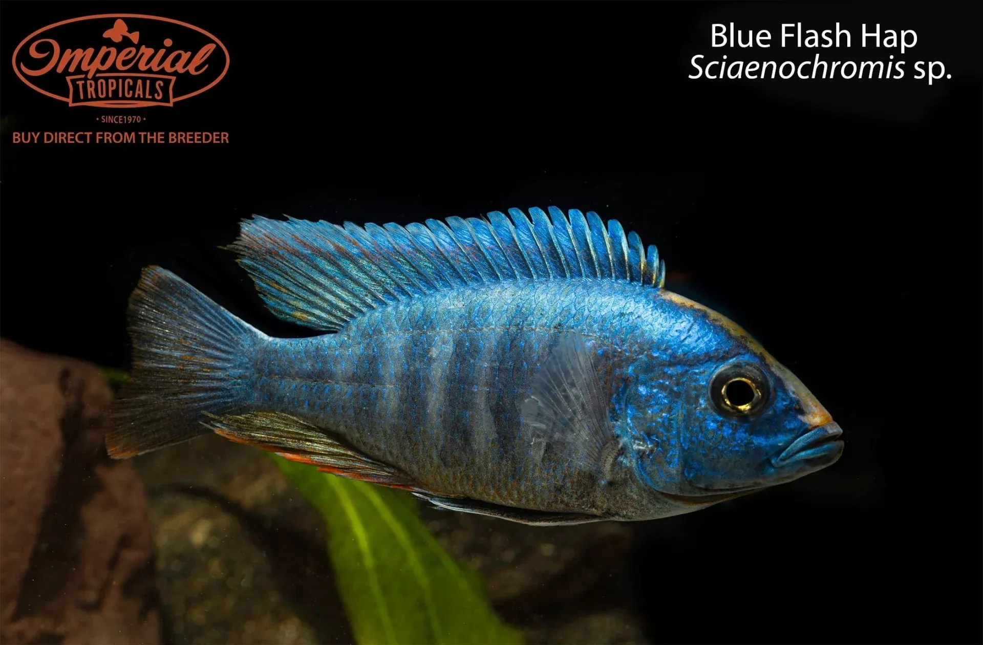 blue-flash-hap-sciaenochromis-sp Blue Flash Hap (Sciaenochromis sp.)