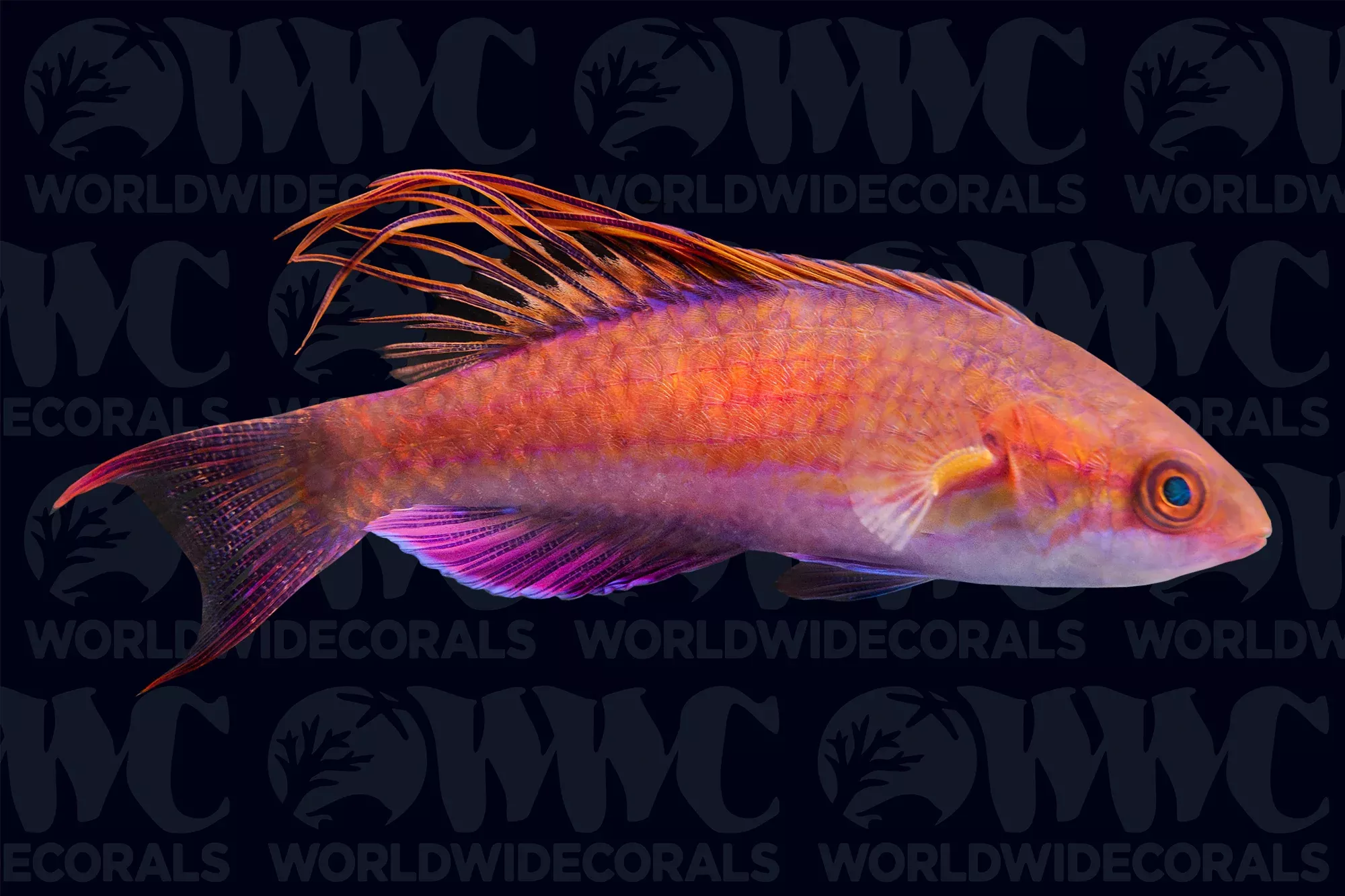 blue-flasher-wrasse-male-philippines Blue Flasher Wrasse - Male - Philippines