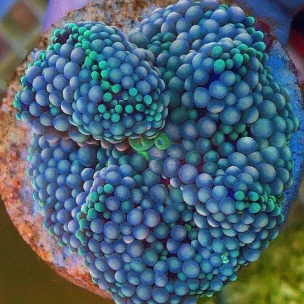 blue-florida-ricordea-frag Blue Florida Ricordea Frag
