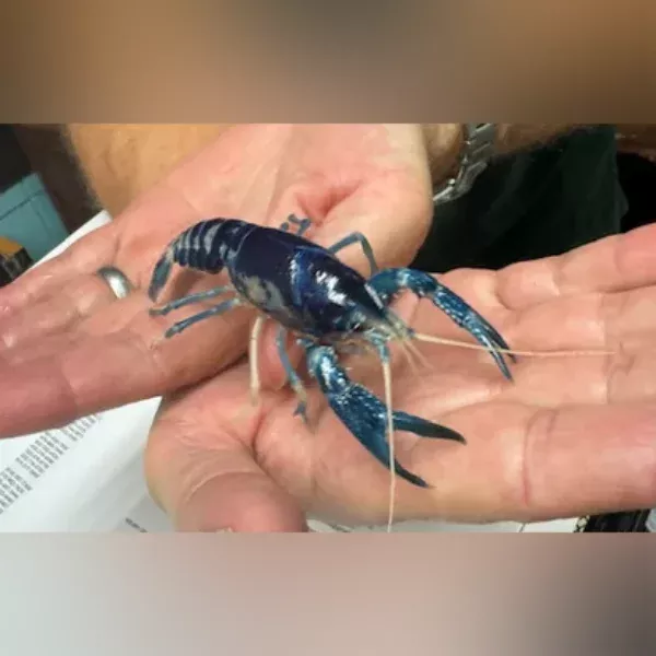 blue-ghost-lobster Blue Ghost Lobster