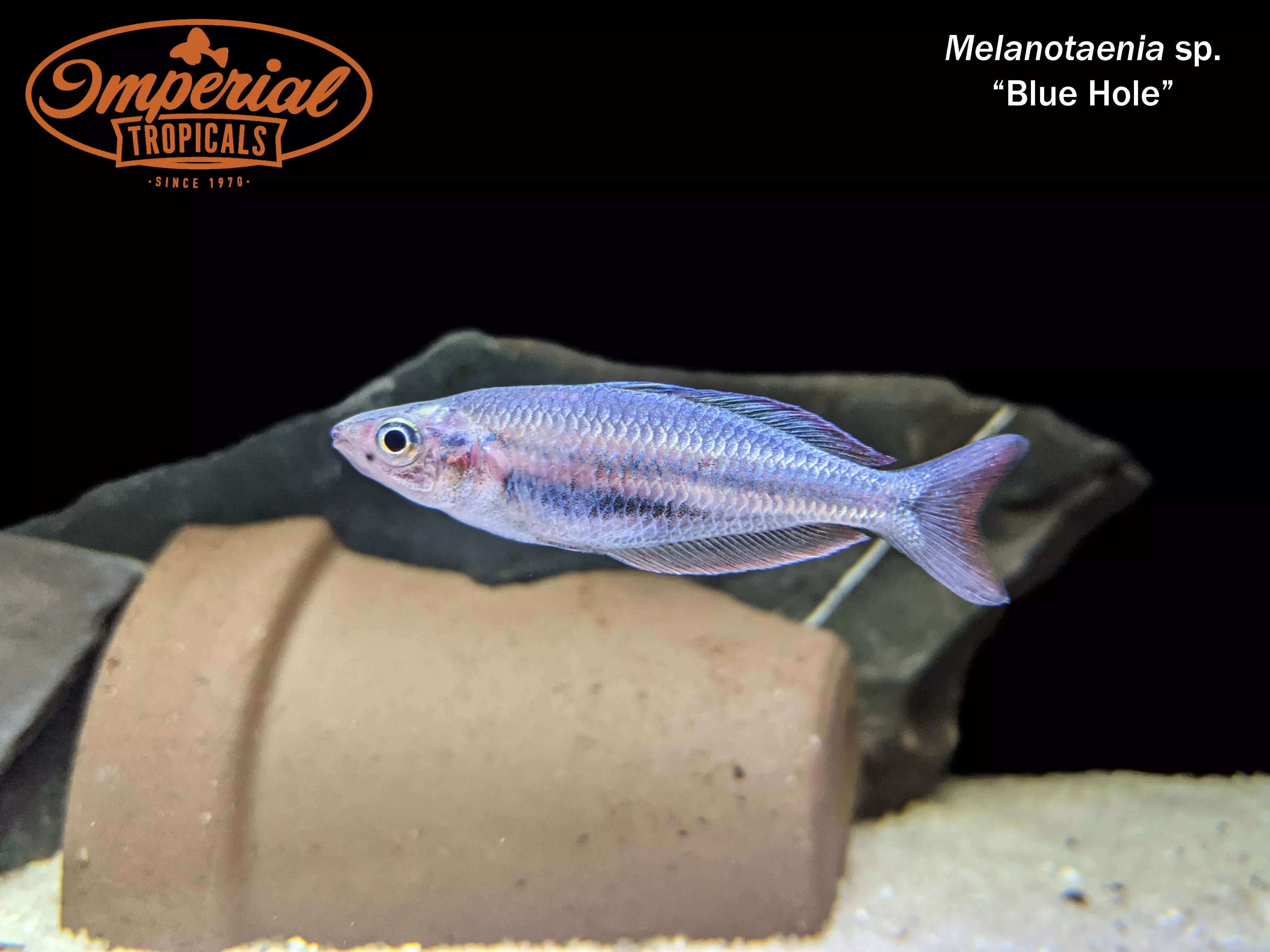 blue-hole-rainbowfish-melanotaenia-sp Blue Hole Rainbowfish (Melanotaenia sp.)