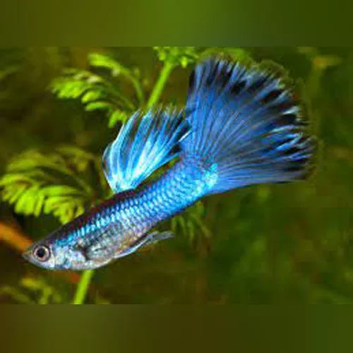 blue-moscow-guppy-pair Blue Moscow Guppy (Pair)