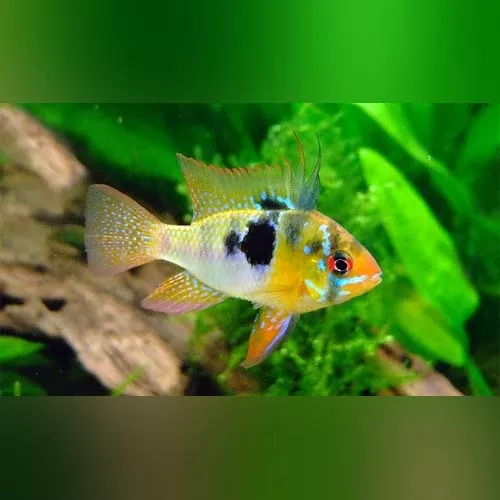 Blue Ram
