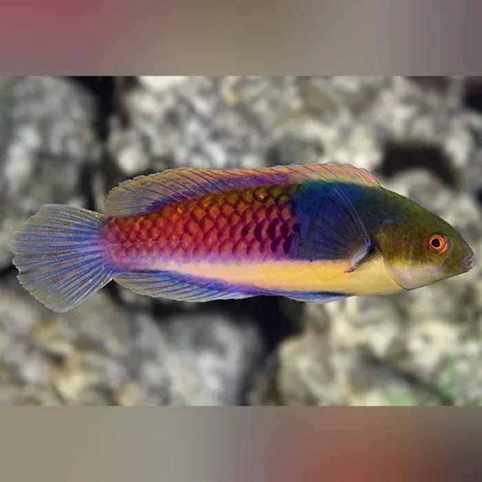 blue-sided-fairy-wrasse Blue Sided Fairy Wrasse