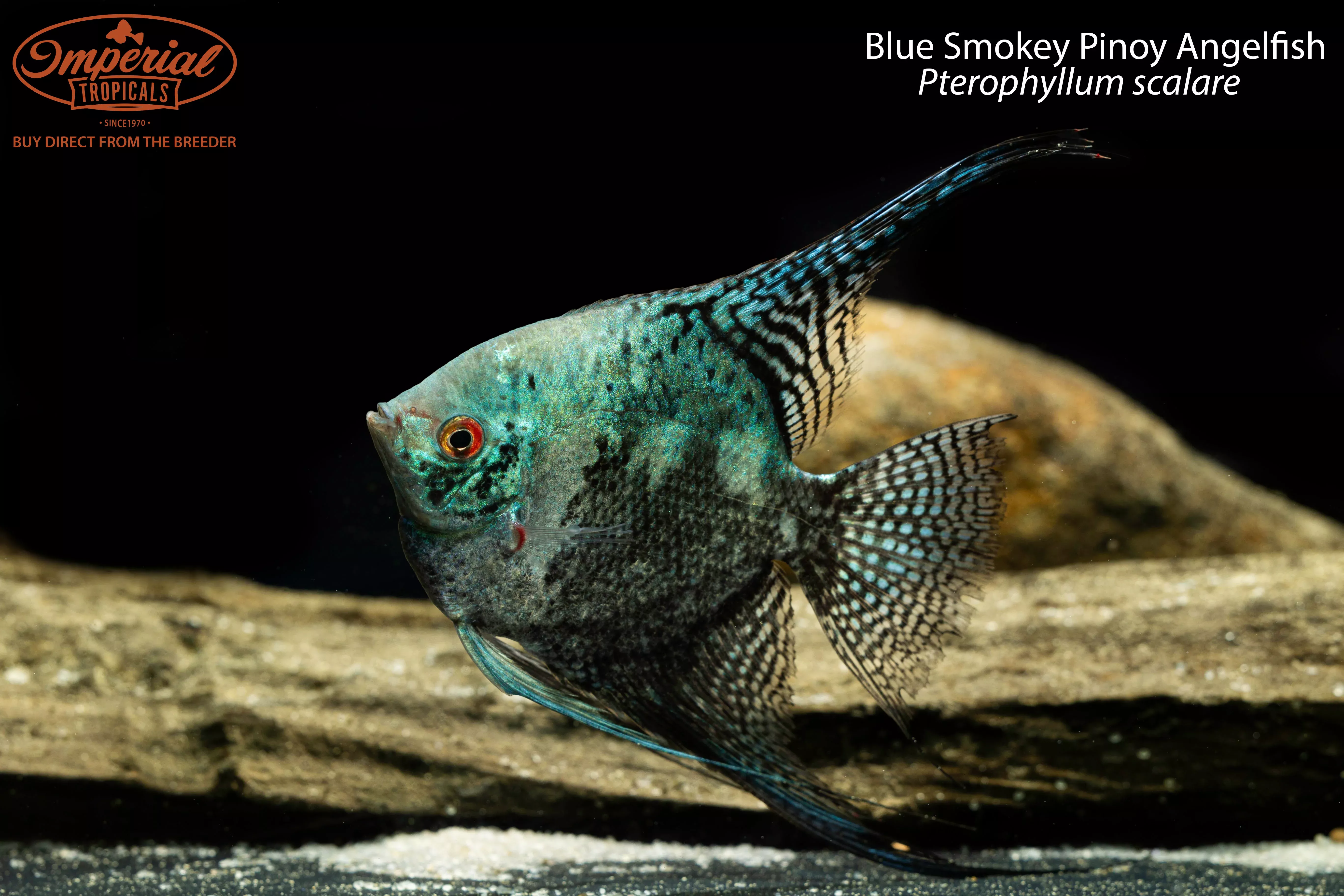 blue-smokey-pinoy-angelfish-pterophyllum-scalare Blue Smokey Pinoy Angelfish (Pterophyllum scalare)