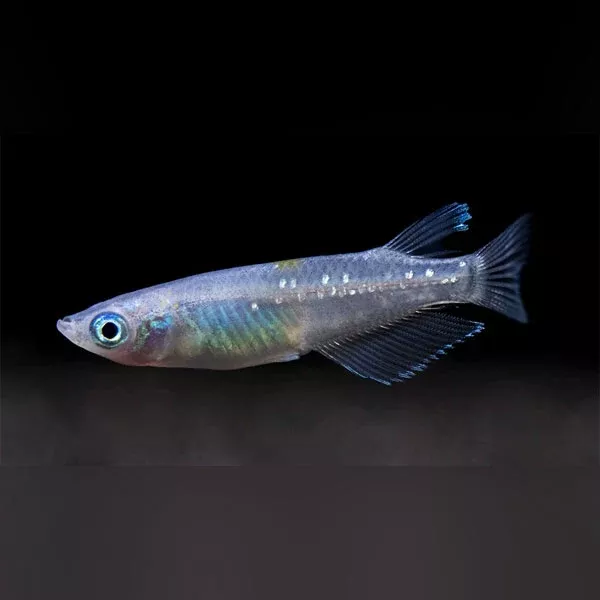 blue-speckled-ricefish Blue Speckled Ricefish