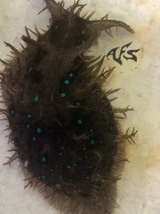 blue-spot-sea-hare Blue Spot Sea Hare
