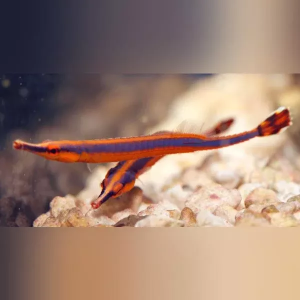 blue-stripe-pipefish Blue Stripe Pipefish