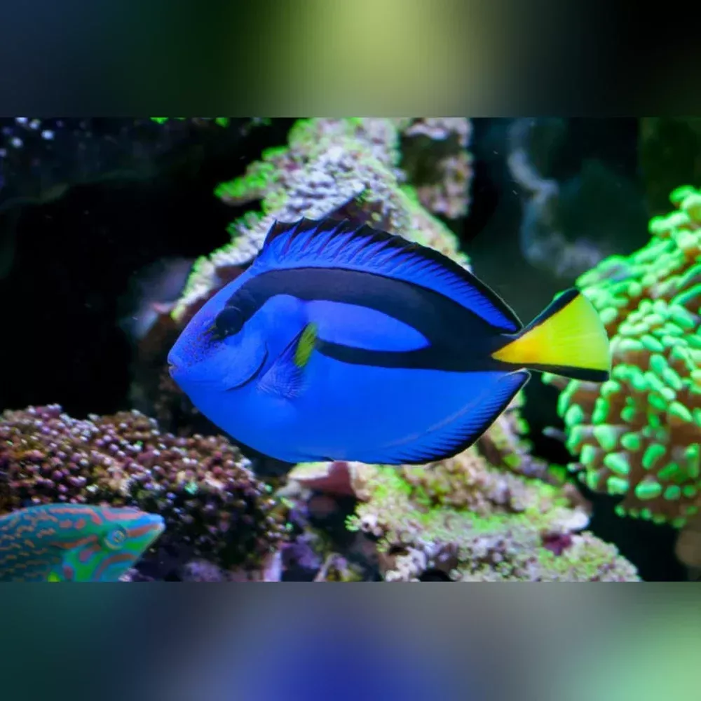 Blue Tang