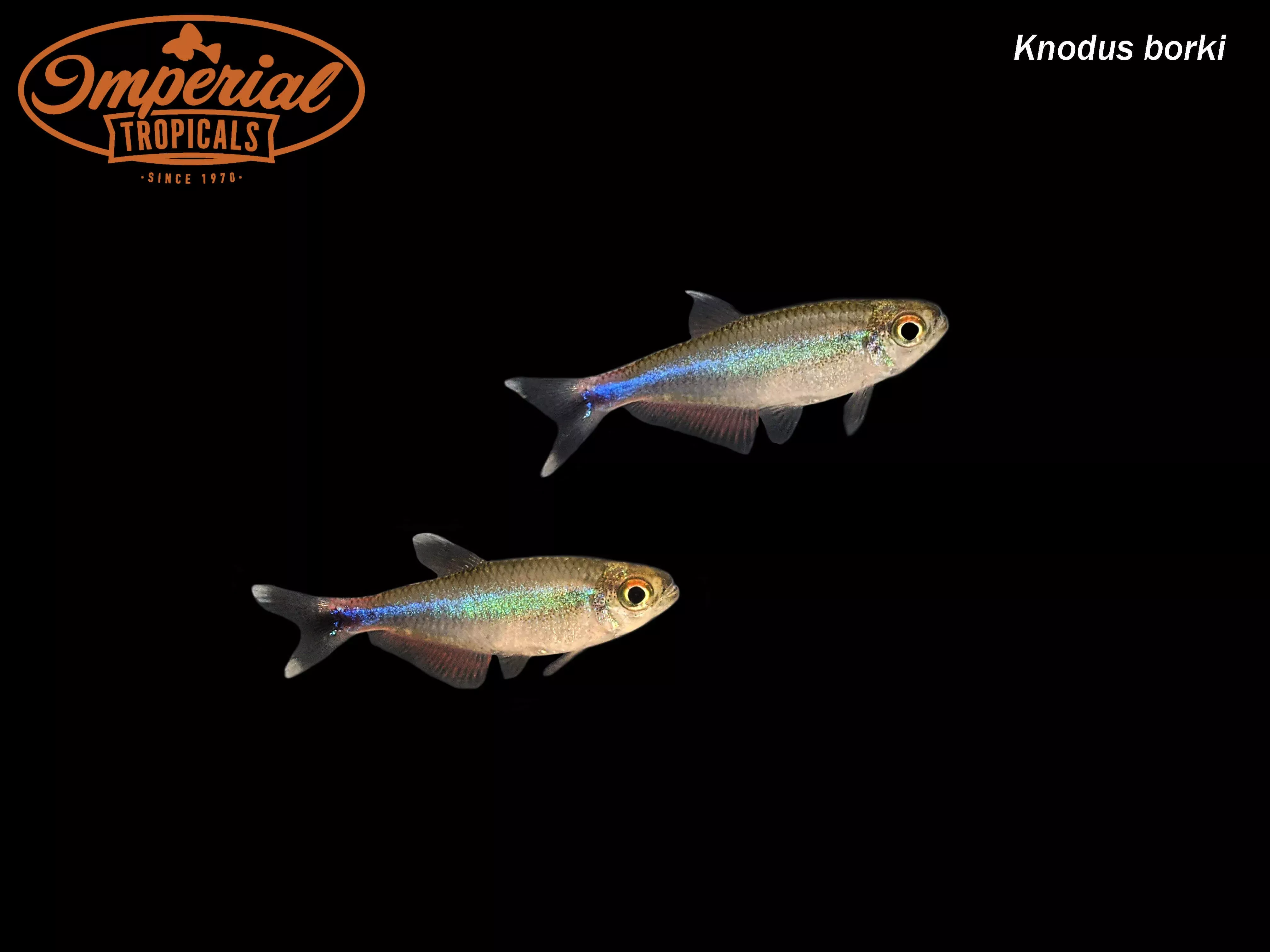 blue-tetra-knodus-borki Blue Tetra (Knodus borki)