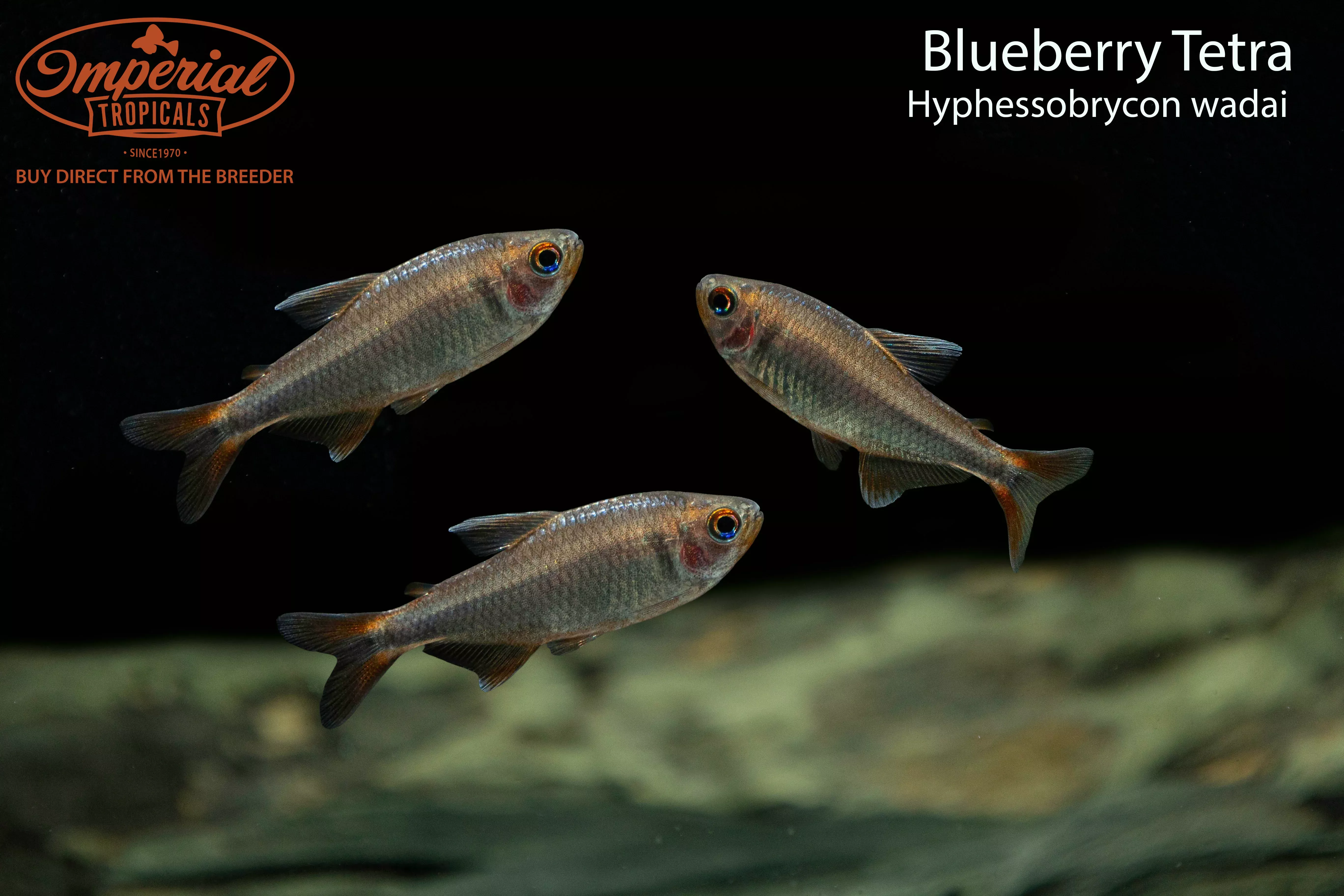 blueberry-tetra-hyphessobrycon-wadai Blueberry Tetra (Hyphessobrycon wadai)