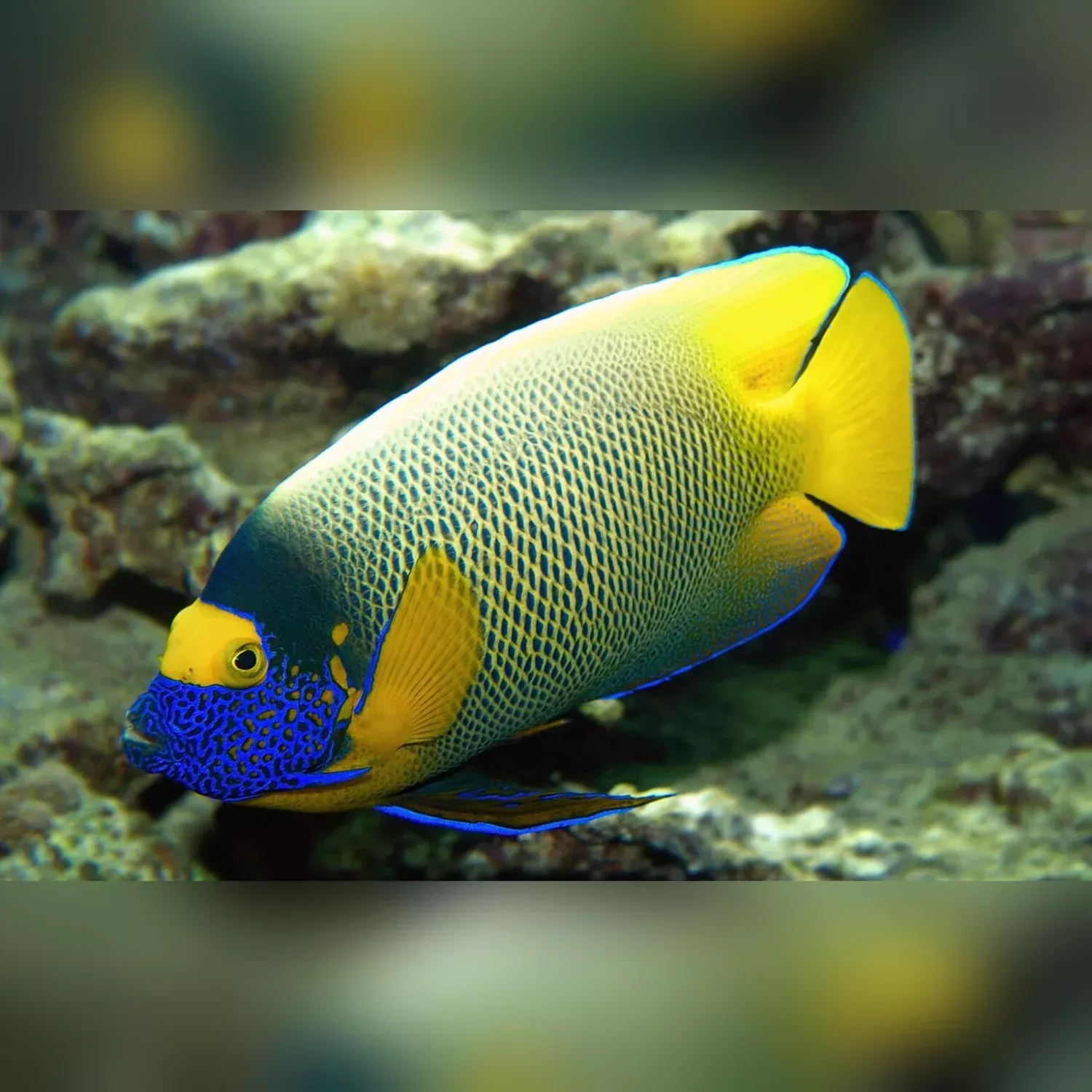 blueface-angelfish Blueface Angelfish