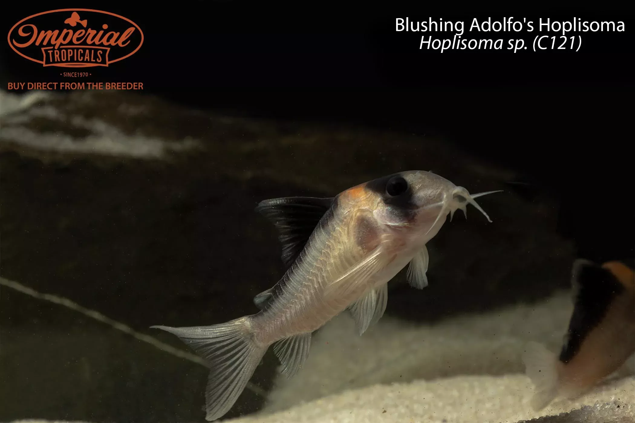 Blushing Adolfo's Hoplisoma (Hoplisoma sp. (C121))