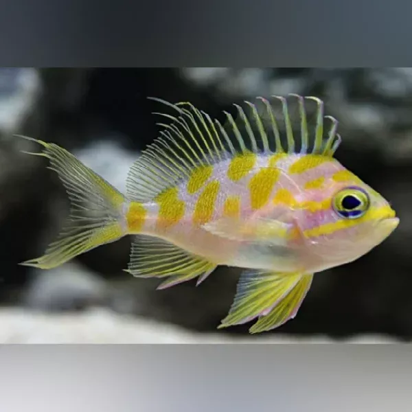 borbonius-anthias Borbonius Anthias