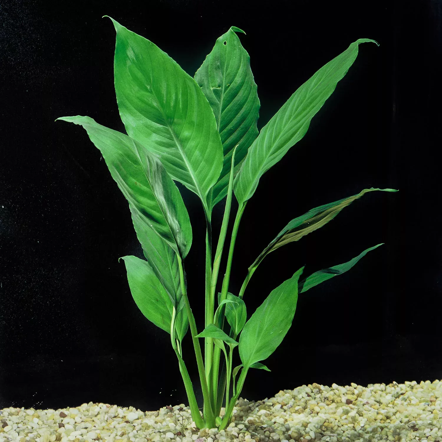 brazil-sword-aquarium-terrarium-plant Brazil Sword aquarium and terrarium plant