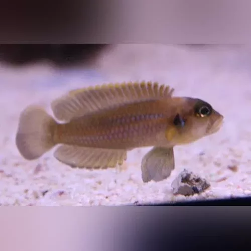 brevis-shell-dweller Brevis Shell Dweller
