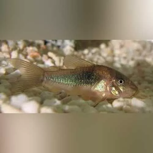 bronze-cory Bronze Cory