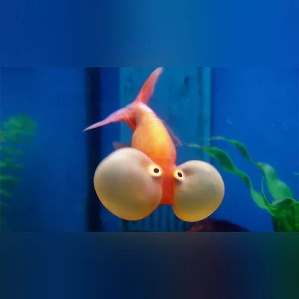 bubble-eye-goldfish Bubble Eye Goldfish