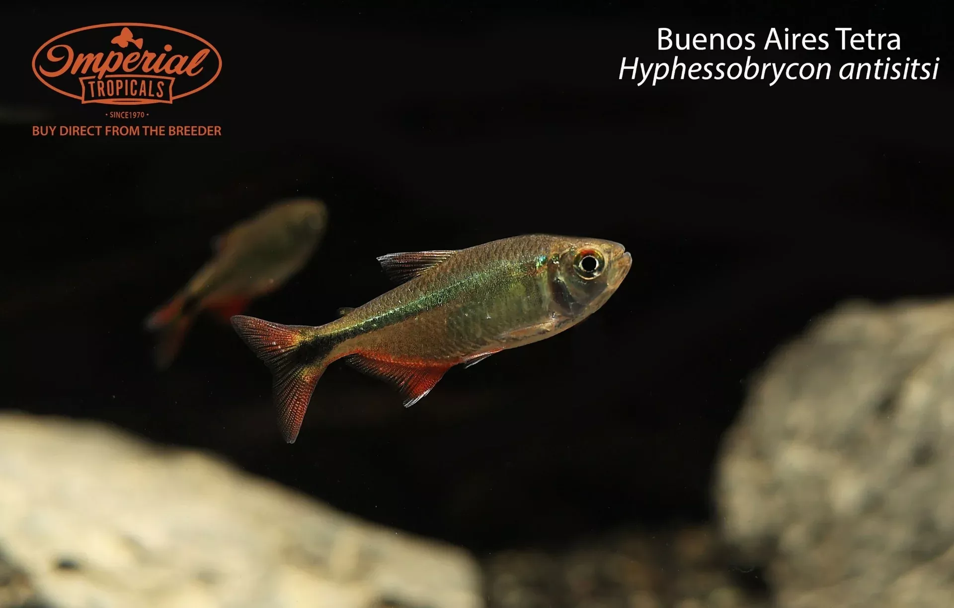 buenos-aires-tetra Buenos Aires Tetra