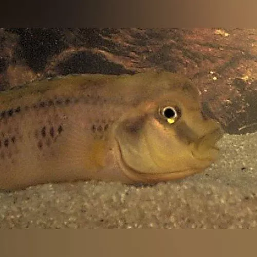 buffalo-head-cichlid Buffalo Head Cichlid