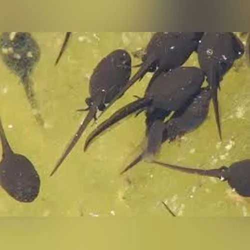 bullfrog-tadpole Bullfrog Tadpole