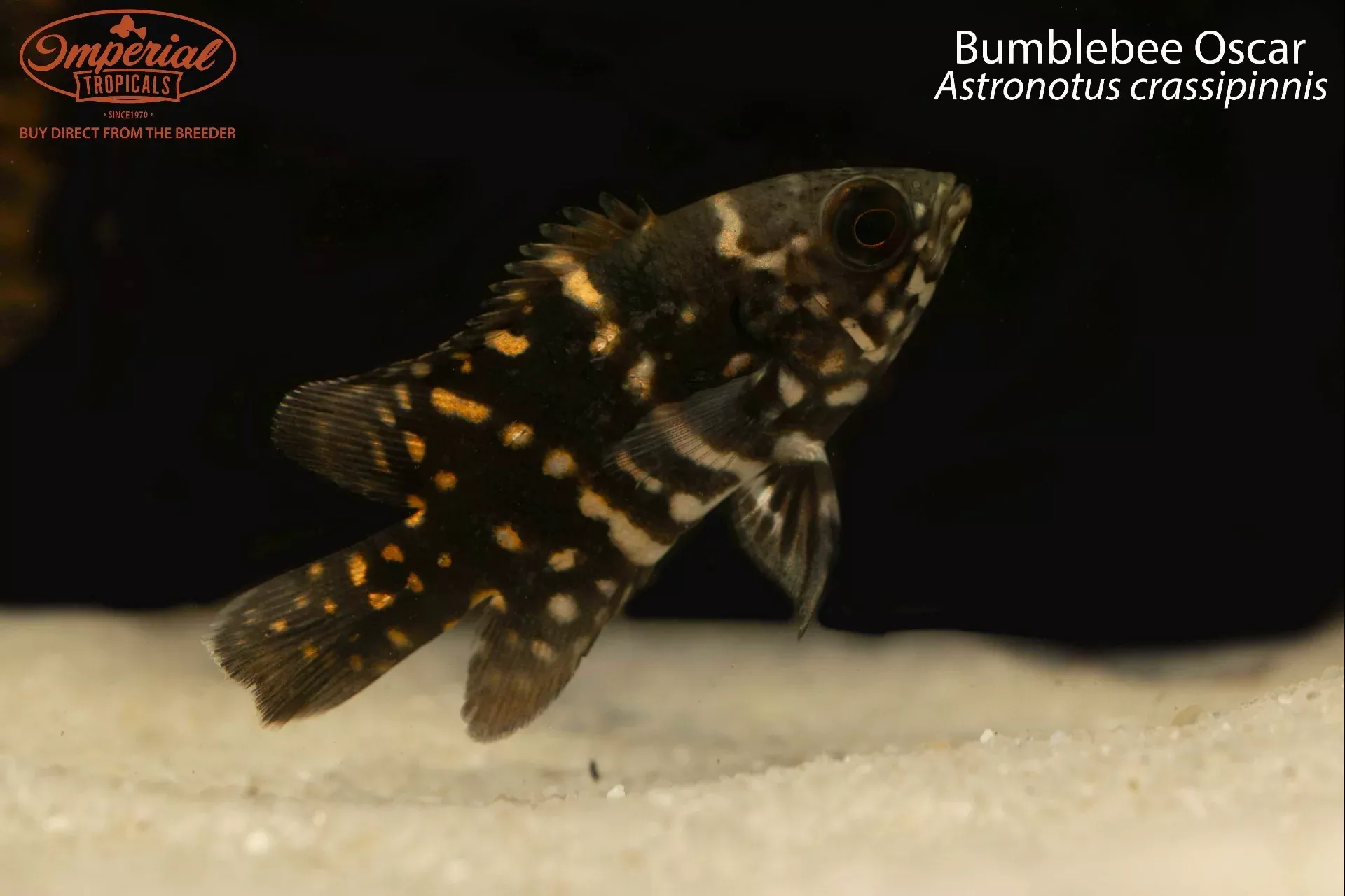 bumblebee-oscar Bumblebee Oscar
