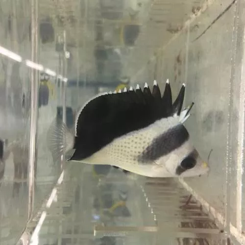 burgess-butterflyfish Burgess' Butterflyfish
