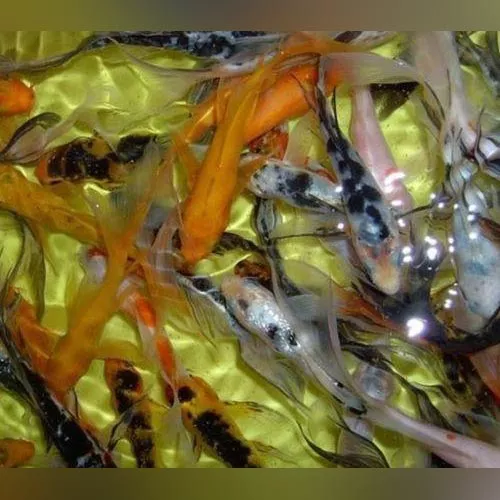 butterfly-koi Butterfly Koi