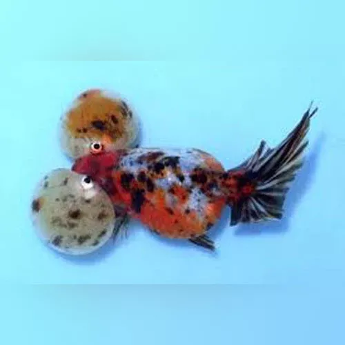 calico-bubble-eye-goldfish Calico Bubble Eye Goldfish
