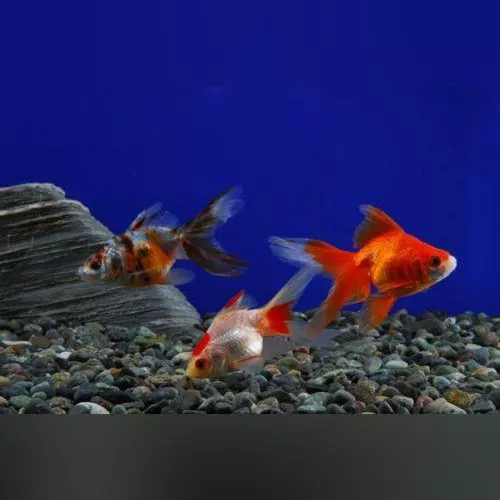 calico-fancy-fantail-goldfish Calico Fancy Fantail Goldfish