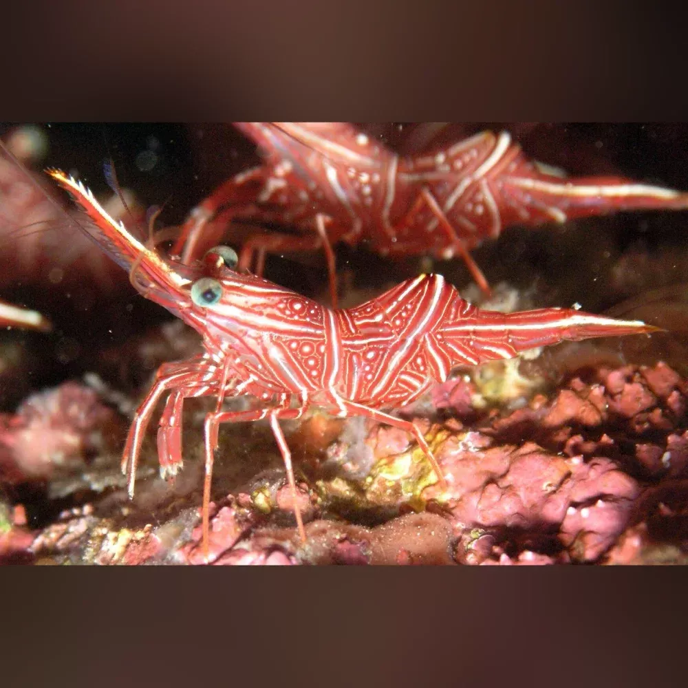 camel-shrimp Camel Shrimp
